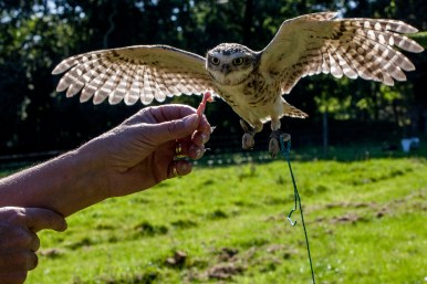 Peanut in focus by Zinzi