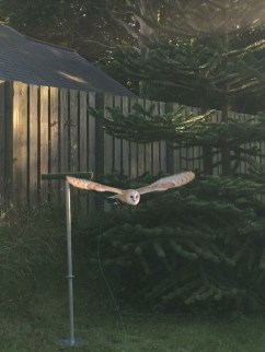 Whisper evening flight