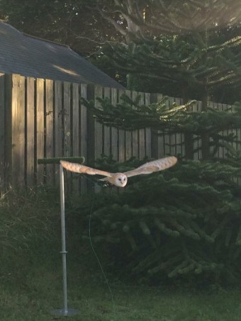 Whisper evening flight