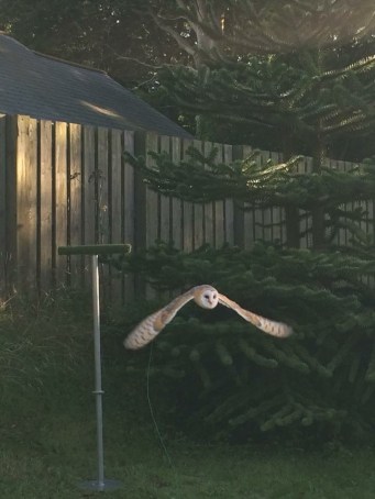 Whisper evening flight 2