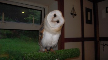 Good evening Whisper