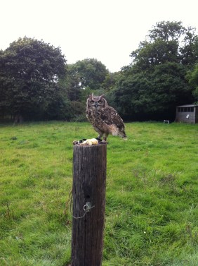 Tempting Victor with food 