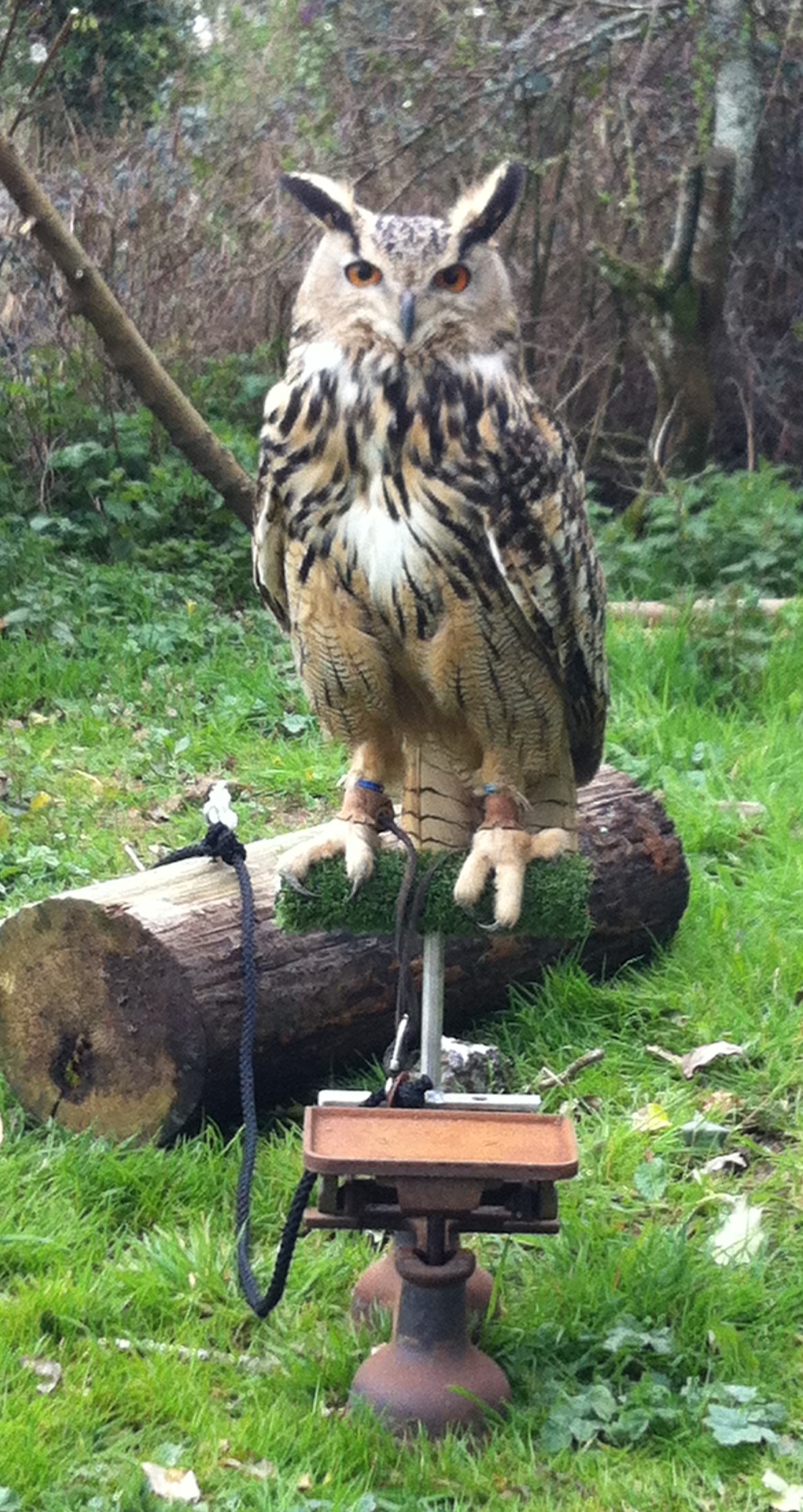 Eagle Owl weigh day