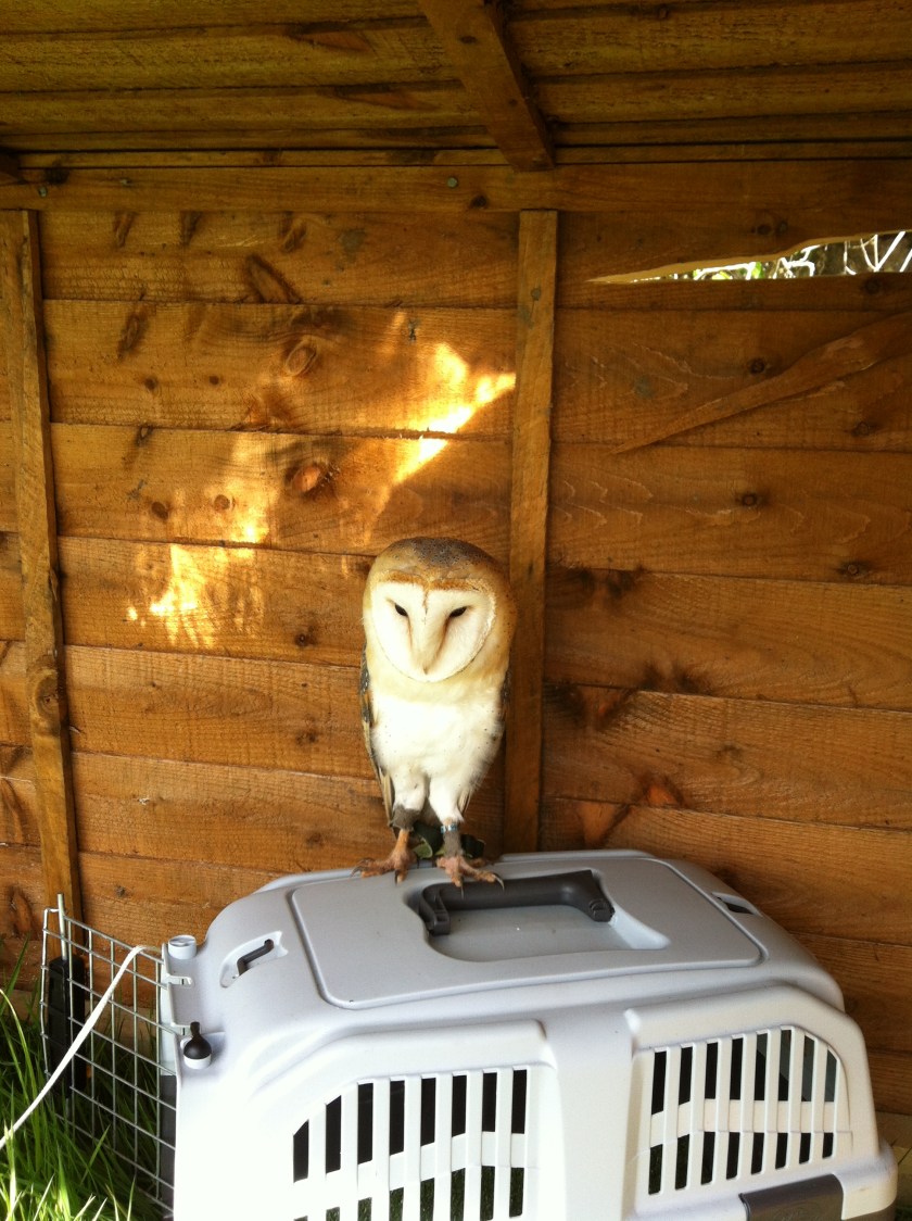 Barn Owl Whisper likes her travel box