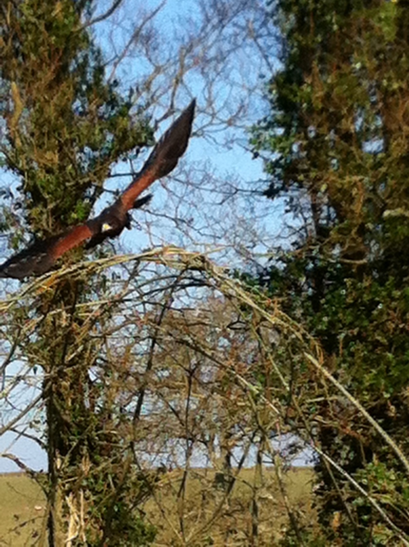Harris Hawk flies over willow