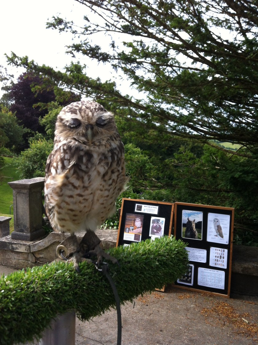 peanut-sleeping-at-work-trenython-manor-july-2016