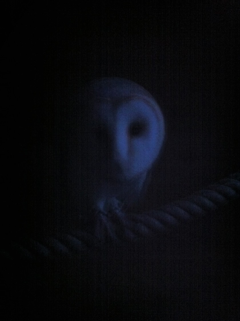 Barn owl Whisper at dusk.JPG