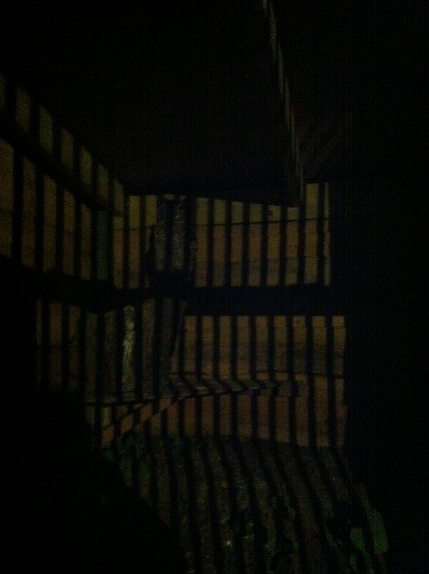 eagle-owl-victor-at-dusk