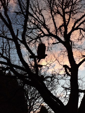 Flying with the Bird Lady of Fowey