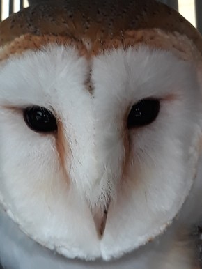 Whisper beautiful Barn owl. Bird lady of Fowey